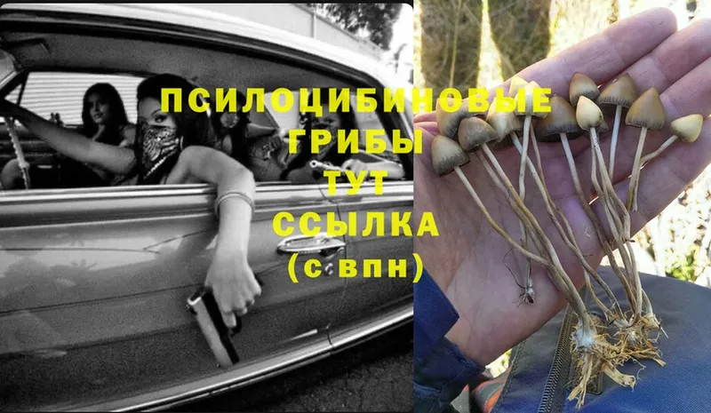 Галлюциногенные грибы Psilocybine cubensis  Санкт-Петербург 